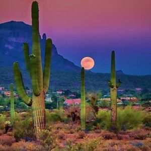 Meet your Posher, Robin